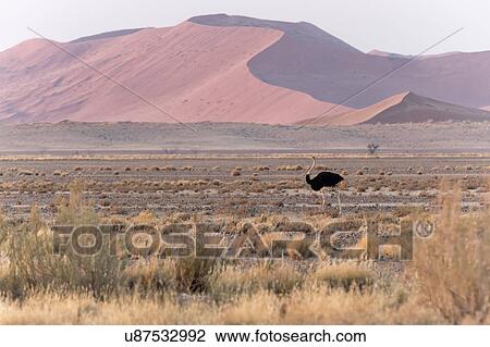 Stock Image - Ostrich in red dunes. Fotosearch