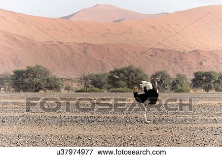 Stock Photo - Ostrich in red dunes. Fotosearch