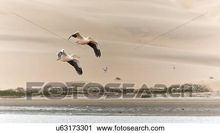 Stock Image - Pelican flight along the sand dunes. Fotosearch