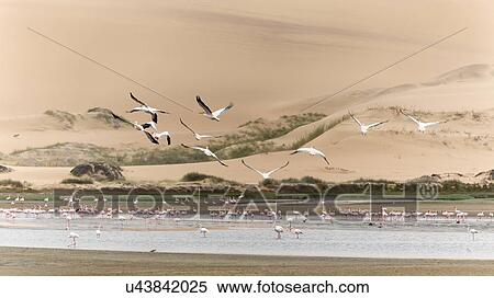 Stock Photography - Pelican flight along the sand dunes. Fotosearch