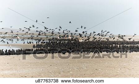 Pelicans in the cormorant mass View Large Photo Image Stock Photo - Pelicans in the cormorant mass. Fotosearch