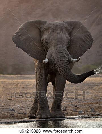 Playing at the waterhole View Large Photo Image Stock Image - Playing at the waterhole. Fotosearch
