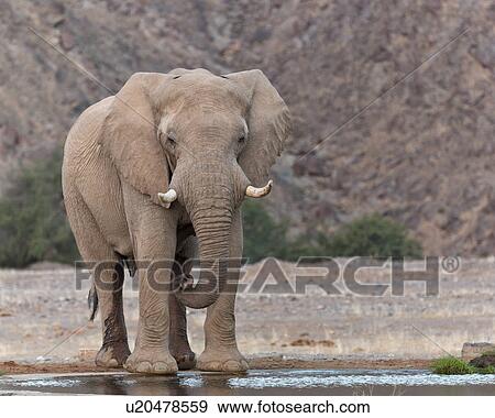 Playing at the waterhole View Large Photo Image Stock Photo - Playing at the waterhole. Fotosearch