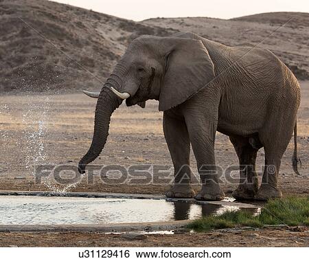 Playing at the waterhole View Large Photo Image Stock Photograph - Playing at the waterhole. Fotosearch