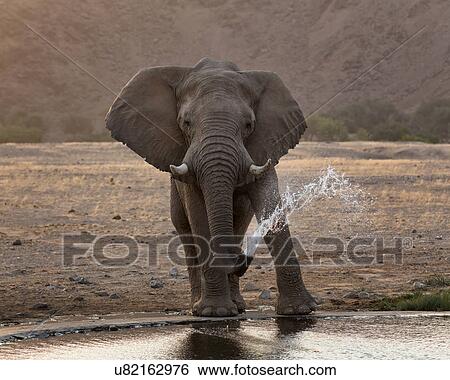 Stock Photograph - Playing at the waterhole. Fotosearch
