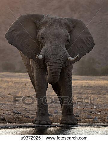 Stock Image - Quenching thirst. Fotosearch