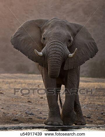 Stock Photo - Quenching thirst. Fotosearch