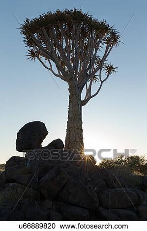 Quiver tree forest at sunrise View Large Photo Image Stock Image - Quiver tree forest at sunrise. Fotosearch