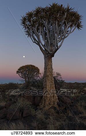 Quiver tree forest at sunrise View Large Photo Image Stock Image - Quiver tree forest at sunrise. Fotosearch