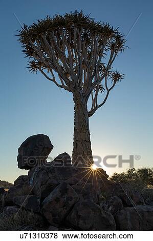 Stock Photo - Quiver tree forest at sunrise. Fotosearch