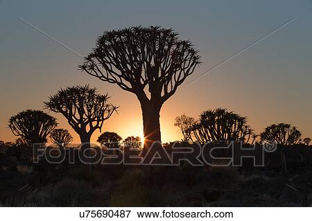 Quiver tree forest at sunrise View Large Photo Image Stock Photo - Quiver tree forest at sunrise. Fotosearch
