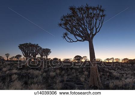 Stock Photograph - Quiver tree forest at sunrise. Fotosearch