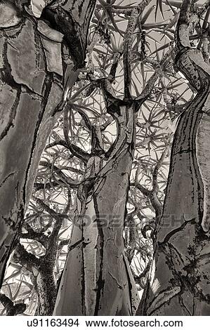 Quiver tree texture View Large Photo Image Picture - Quiver tree texture. Fotosearch