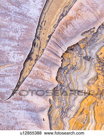 Quiver tree texture View Large Photo Image Stock Photo - Quiver tree texture. Fotosearch