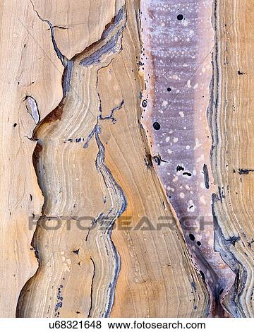 Stock Photo - Quiver tree texture. Fotosearch