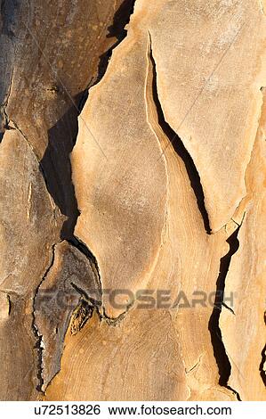 Quiver tree texture View Large Photo Image Stock Photograph - Quiver tree texture. Fotosearch