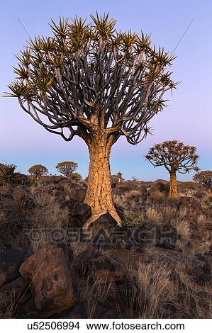 Picture - Quiver trees at sunset. Fotosearch