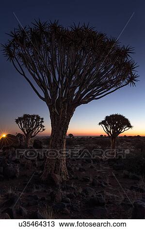 Quiver trees at sunset View Large Photo Image Stock Image - Quiver trees at sunset. Fotosearch