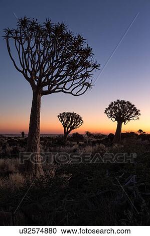 Quiver trees at sunset View Large Photo Image Stock Image - Quiver trees at sunset. Fotosearch