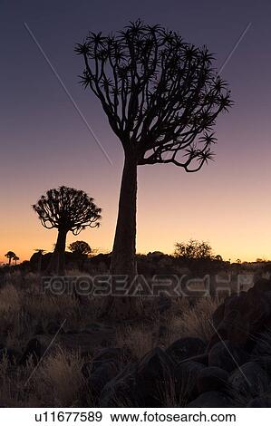 Stock Photo - Quiver trees at sunset. Fotosearch