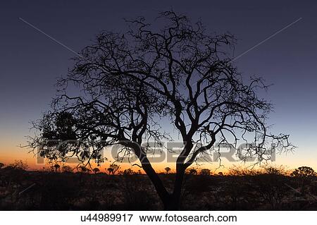 Quiver trees at sunset View Large Photo Image Stock Photo - Quiver trees at sunset. Fotosearch