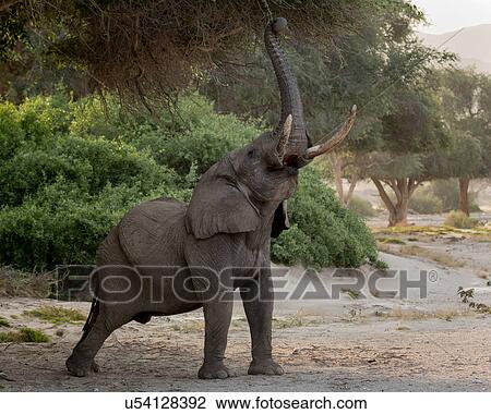 Stock Image - reach for the top. Fotosearch