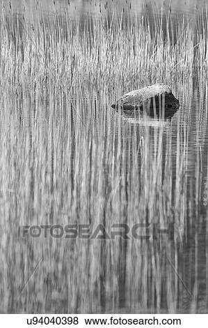 Stock Photo - Reed patterns. Fotosearch
