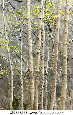 Stock Photo - Silver birch and slate 1. Fotosearch