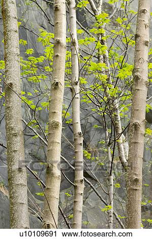 Stock Image - Silver birch and slate 2. Fotosearch
