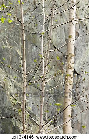 Stock Photograph - Silver birch and slate 3. Fotosearch