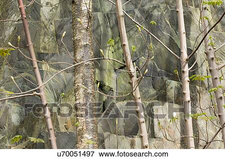 Silver birch stairs 1 View Large Photo Image Stock Photo - Silver birch stairs 1. Fotosearch