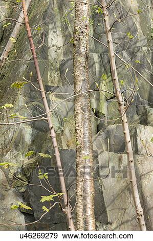 Silver birch stairs 2 View Large Photo Image Stock Photo - Silver birch stairs 2. Fotosearch