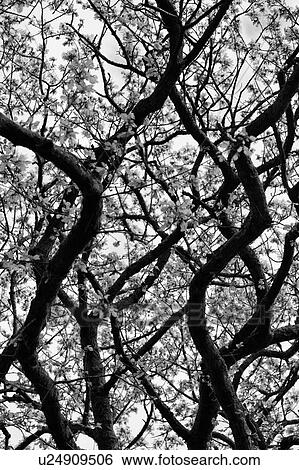 Stock Photograph - Sinuous trees. Fotosearch