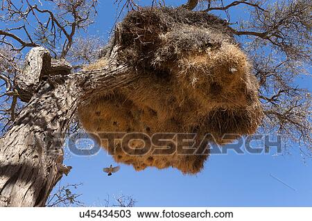 Stock Image - Social weaver tenement building. Fotosearch