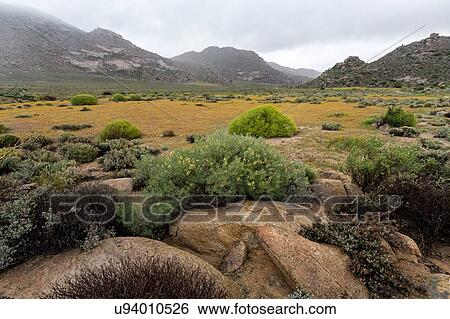Stock Photograph - Spring rains and flowers. Fotosearch