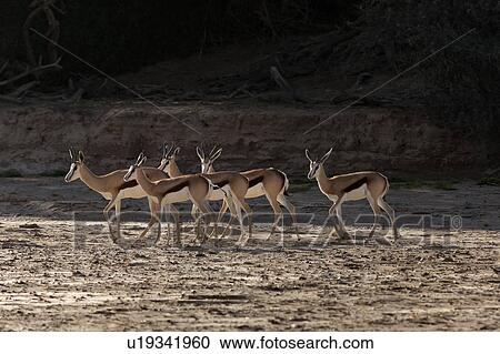 Stock Image - Springbok in sunlight. Fotosearch