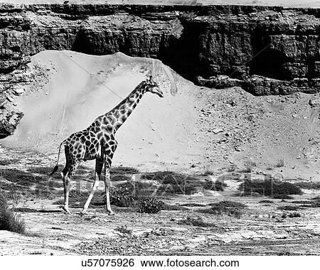 Stock Photograph - Stark contrasts. Fotosearch