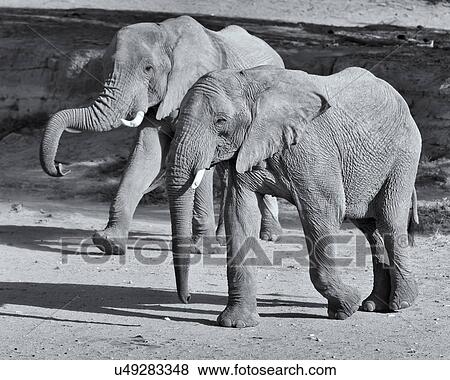 Stepping out. View Large Photo Image Stock Photo - Stepping out.. Fotosearch