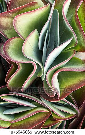 Stock Photography - Succulent waves. Fotosearch