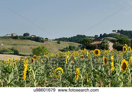 Stock Photo - Sunflowers in Umbria. Fotosearch
