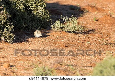 Stock Photo - The tiniest elephant. Fotosearch