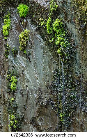 Tiny waterfalls in springtime 2 View Large Photo Image Stock Photograph - Tiny waterfalls in springtime 2. Fotosearch