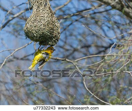 Weaver bird at work View Large Photo Image Stock Image - Weaver bird at work. Fotosearch