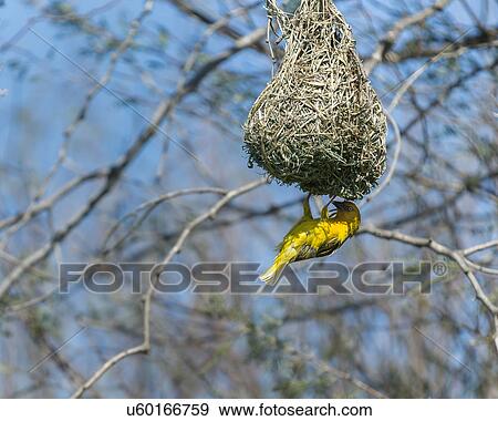 Weaver bird at work View Large Photo Image Stock Photo - Weaver bird at work. Fotosearch