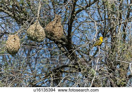 Picture - Weaver bird between jobs. Fotosearch