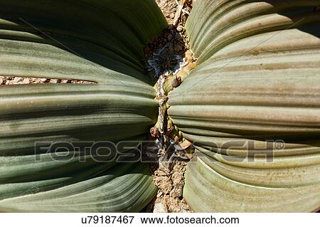 Stock Photo - Welwitcshia texture. Fotosearch