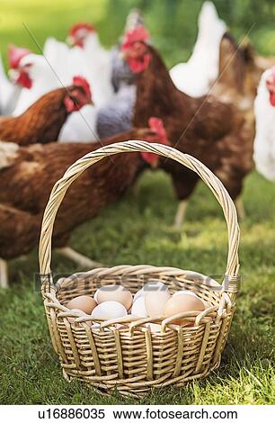 Basket with eggs and hens View Large Photo Image Stock Photography - Basket with eggs and hens. Fotosearch