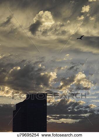 Bird in dramatic sky over Downtown District at dusk View Large Photo Image Picture - Bird in dramatic sky over Downtown District at dusk. Fotosearch
