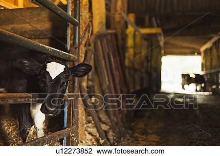 Calf in barn View Large Photo Image Stock Image - Calf in barn. Fotosearch