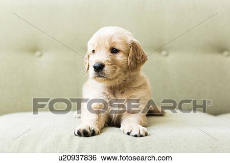 Stock Photograph - Close-up of puppy lying on sofa. Fotosearch